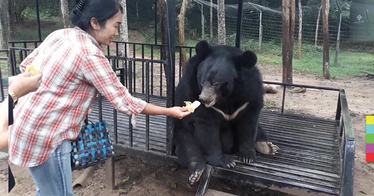 นทท.แห่ชม “ชักกุย” ลูกหมีควาย อุทยานแห่งชาติกุยบุรี