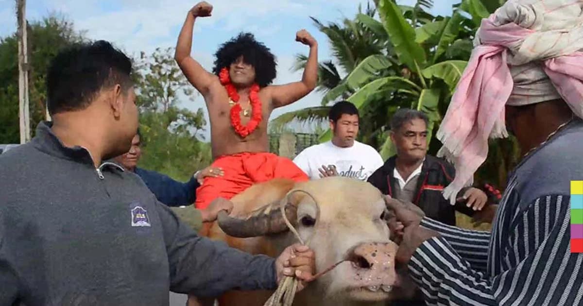 เซอร์ไพรส์เจ้าสาว เจ้าบ่าวเงาะป่าขี่ควายเผือกยกขบวนขันหมาก