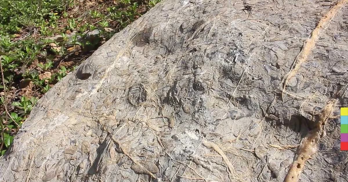 ฮือฮา ! พบซากฟอสซิลสุสานหอย อายุหลายพันปีที่ชุมพร