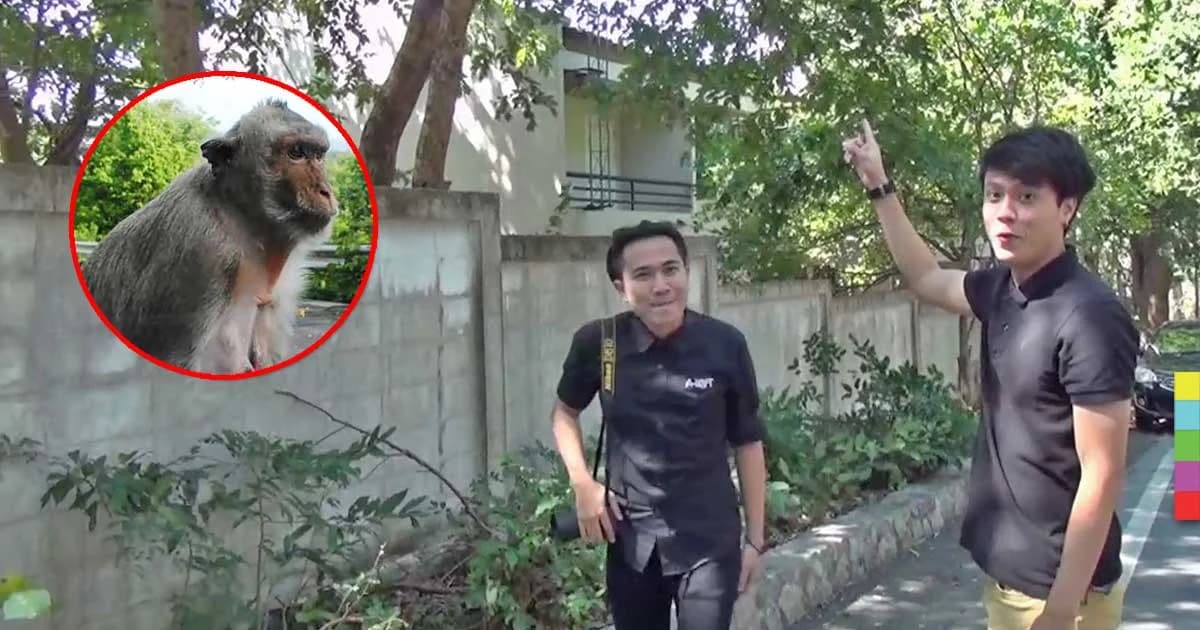 เปิดใจ ! หนุ่มถูกลิงเขาสามมุขจิ๊กมือถือ แถมรับสาย-วิดีโอคอลล์ได้ด้วย