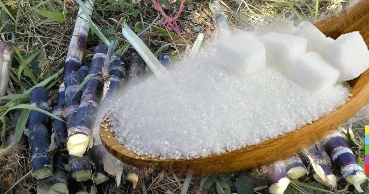 ม.44 แรกของ ปี 61 ! แก้กม. รับปรับโครงสร้างอุตสาหกรรมอ้อย น้ำตาลทรายทั้งระบบ