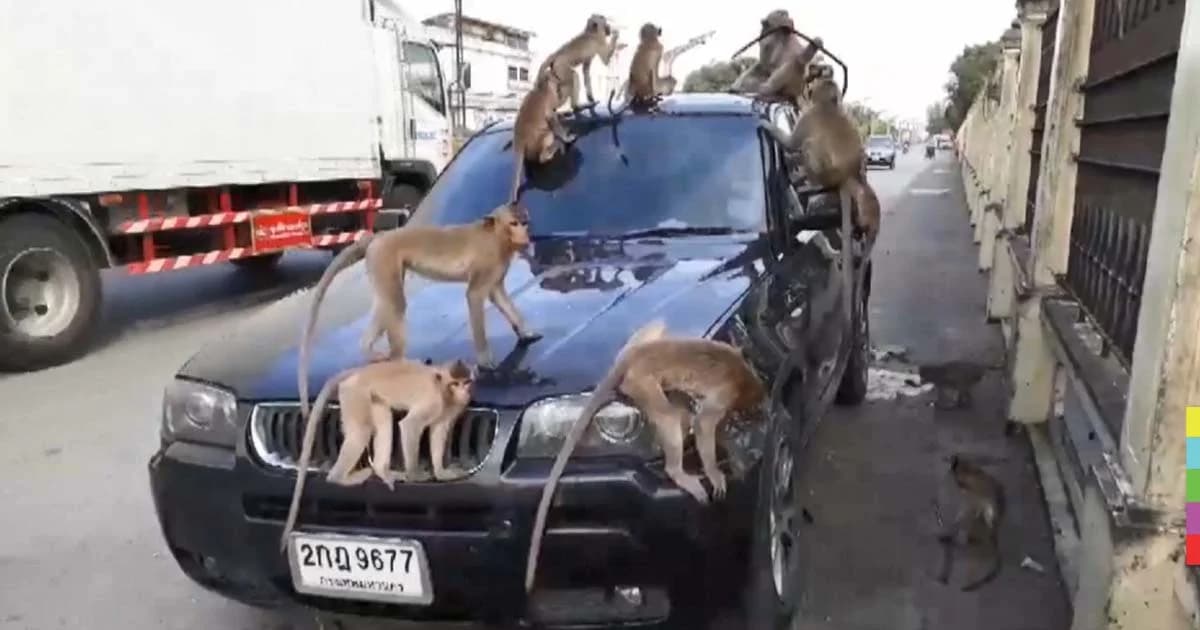 เตือนจอดรถระวัง “ลิงศาลพระกาฬ” หลังพังรถ BMW