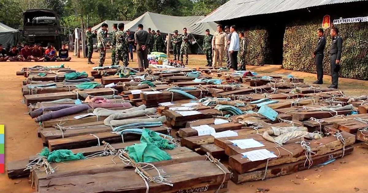 มอดไม้พะยูงร่วมร้อย รับเงินทุนนอก ตัดไม้พะยูงส่งออก