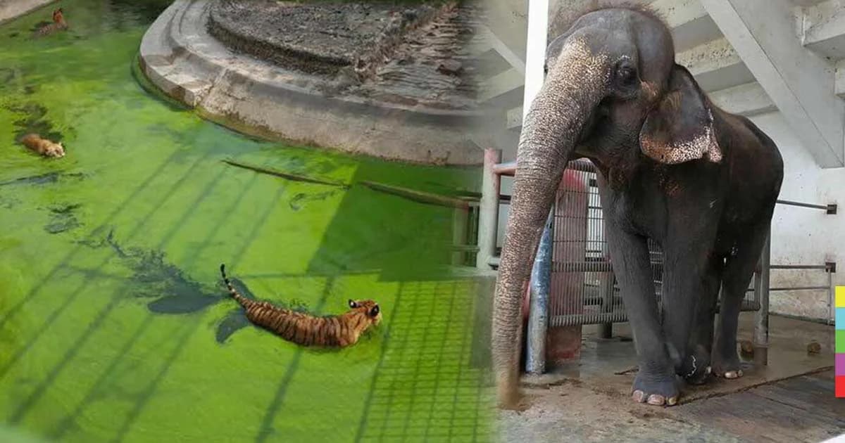 สุดหดหู่ ! เพจดังโพสต์ภาพ ชีวิตความเป็นอยู่ของสัตว์ ในฟาร์มจระเข้สมุทรปราการ