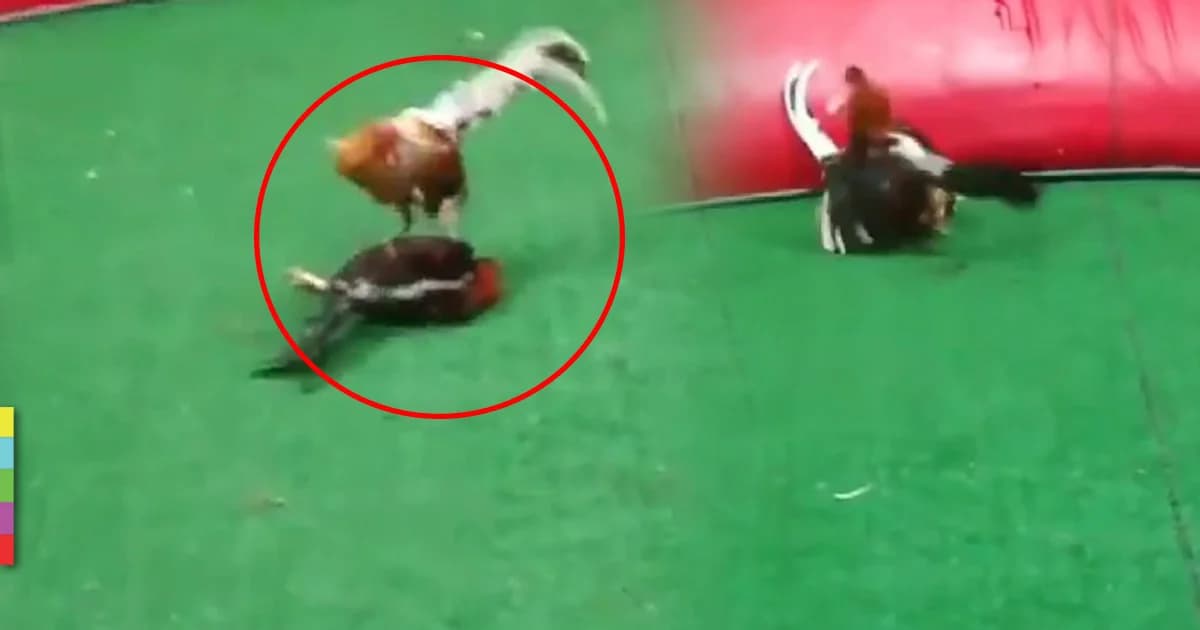 ไก่ชนอุดรฯ แกล้งตาย ลุกมาจิกไก่พม่า คว้าเดิมพัน 200 ล้าน