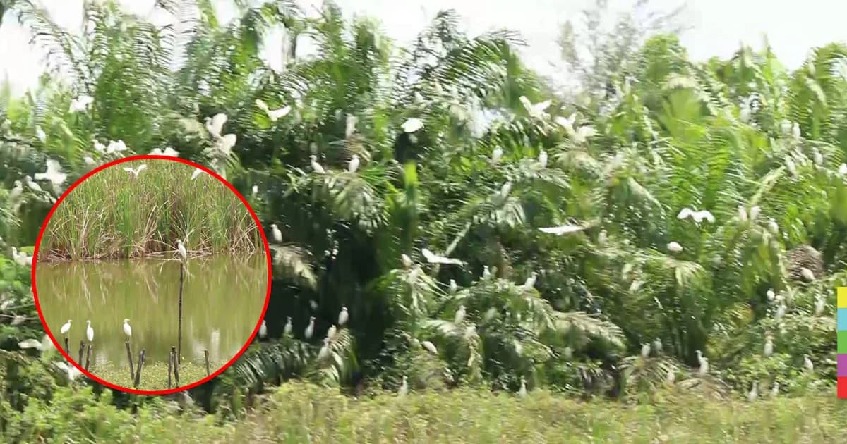 ฝูงนกกระยาง อพยพย้ายถิ่นฐานมาที่ จ.กระบี่ นับ 100 ตัว