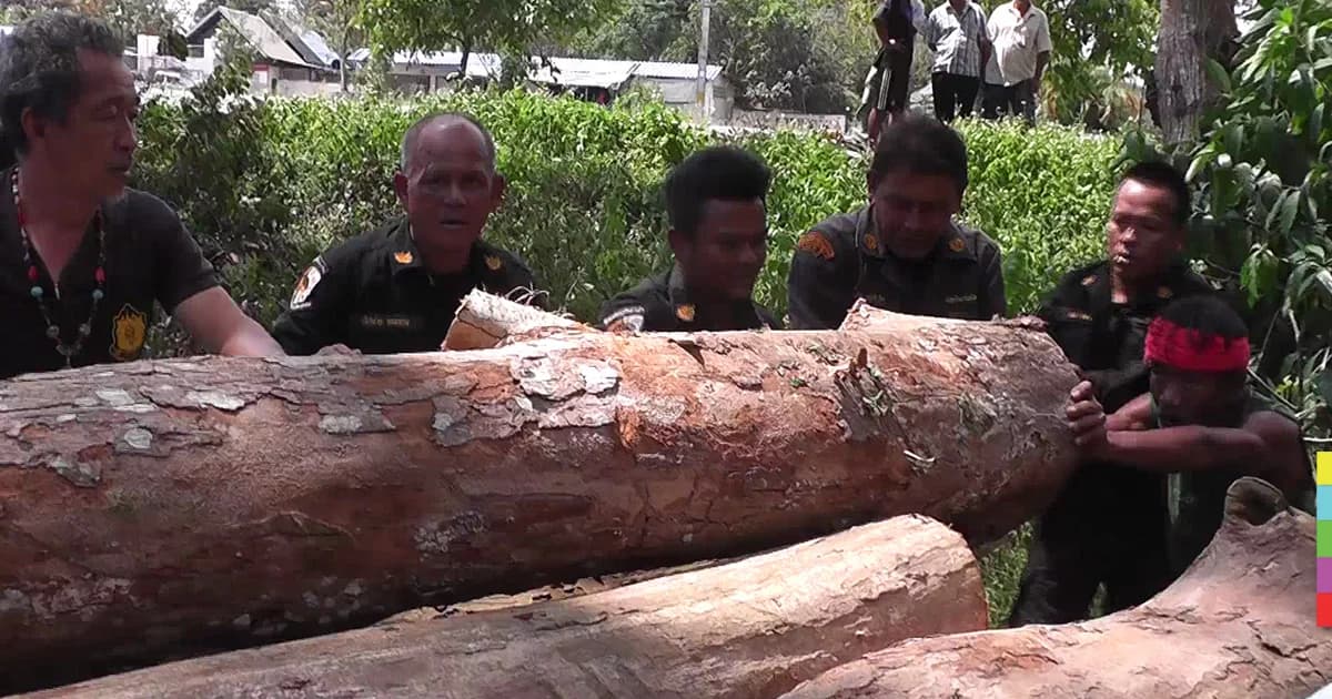 เตรียมออกหมายจับ หนุ่ม ‘นามสกุลดัง’ พบมีเอี่ยวลอบตัดไม้พะยูง