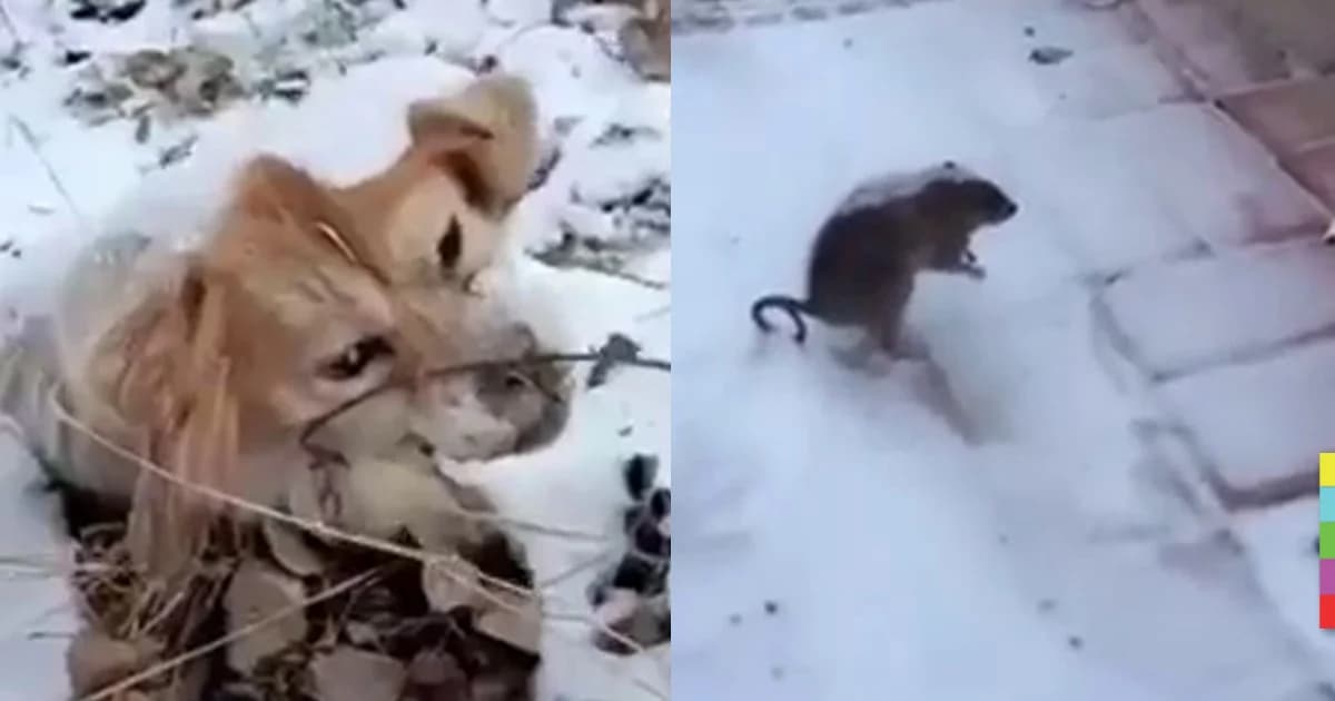 จีนหนาวจัด จนสัตว์แข็งตาย