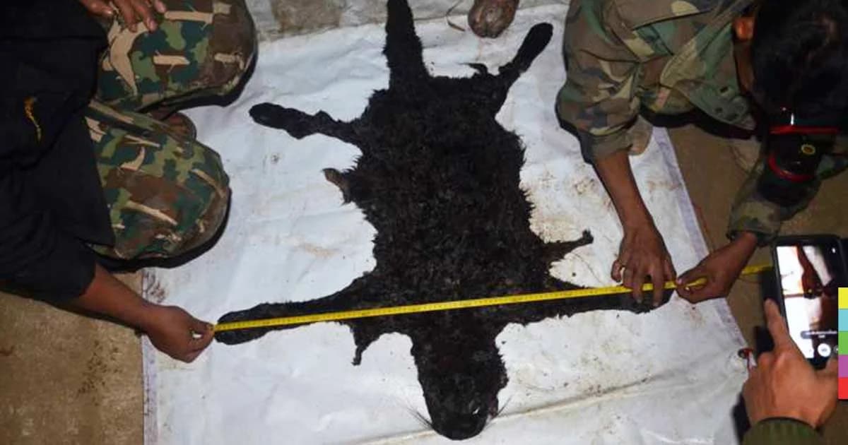 พิสูจน์แล้ว ‘เสือดำ’ ถูกยิง 5 นัด กระสุนเจาะหัวและลำตัว