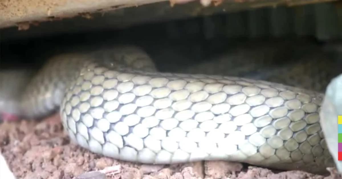 งูจงอาง 3 สีเข้าบ้าน ชาวบ้านไม่กล้าไล่เชื่อเป็น ‘ทวดงู’