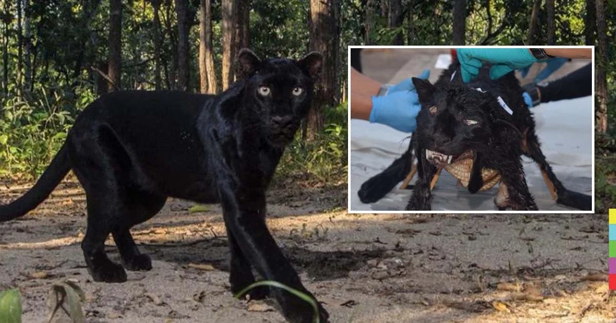 พฐ.ตรวจซากซ้ำ พบกระสุนเจาะร่างเสือดำ’8 รู’ หมอล็อต ชี้ต้องใช้งบเพาะตัวละ 92 ล้าน