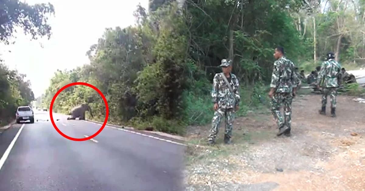 ยังไร้วี่แววช้างป่าบาดเจ็บ ด้าน จนท.ลดกำลังค้นหา เชื่ออาการดีขึ้นแล้ว