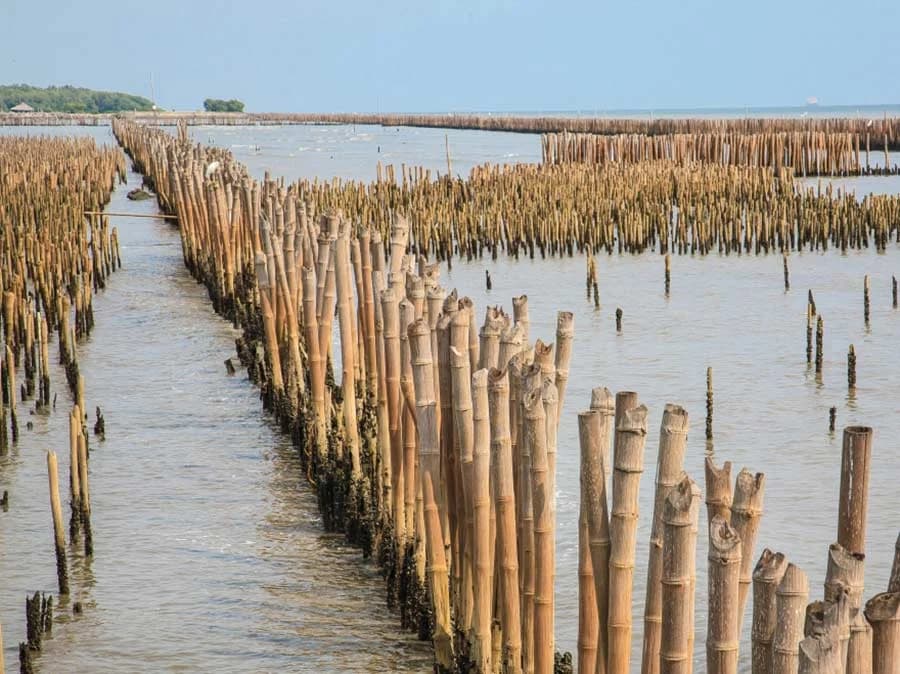 ผวจ.เพชรบุรี เตรียมของงบฯ สร้างไผ่ชะลอคลื่น ครม.สัญจร