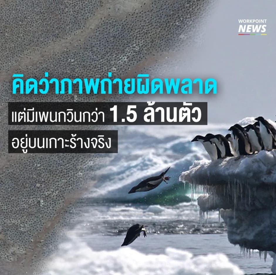 พบเพนกวิน 1.5 ล้านตัว บนเกาะร้างแถบขั้วโลกใต้