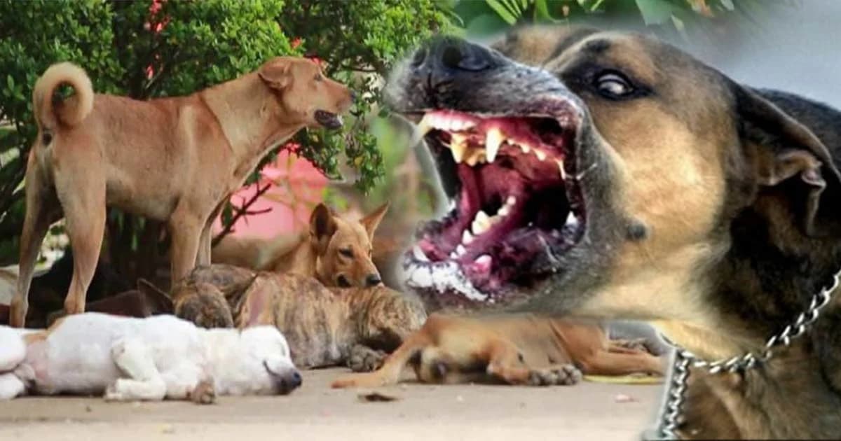 ถกประเด็นร้อน ! “เซตซีโร่ หมาจรจัด” โซเชียลแนะกำจัดได้ แต่ไม่ทำร้ายอย่างโหดเหี้ยม