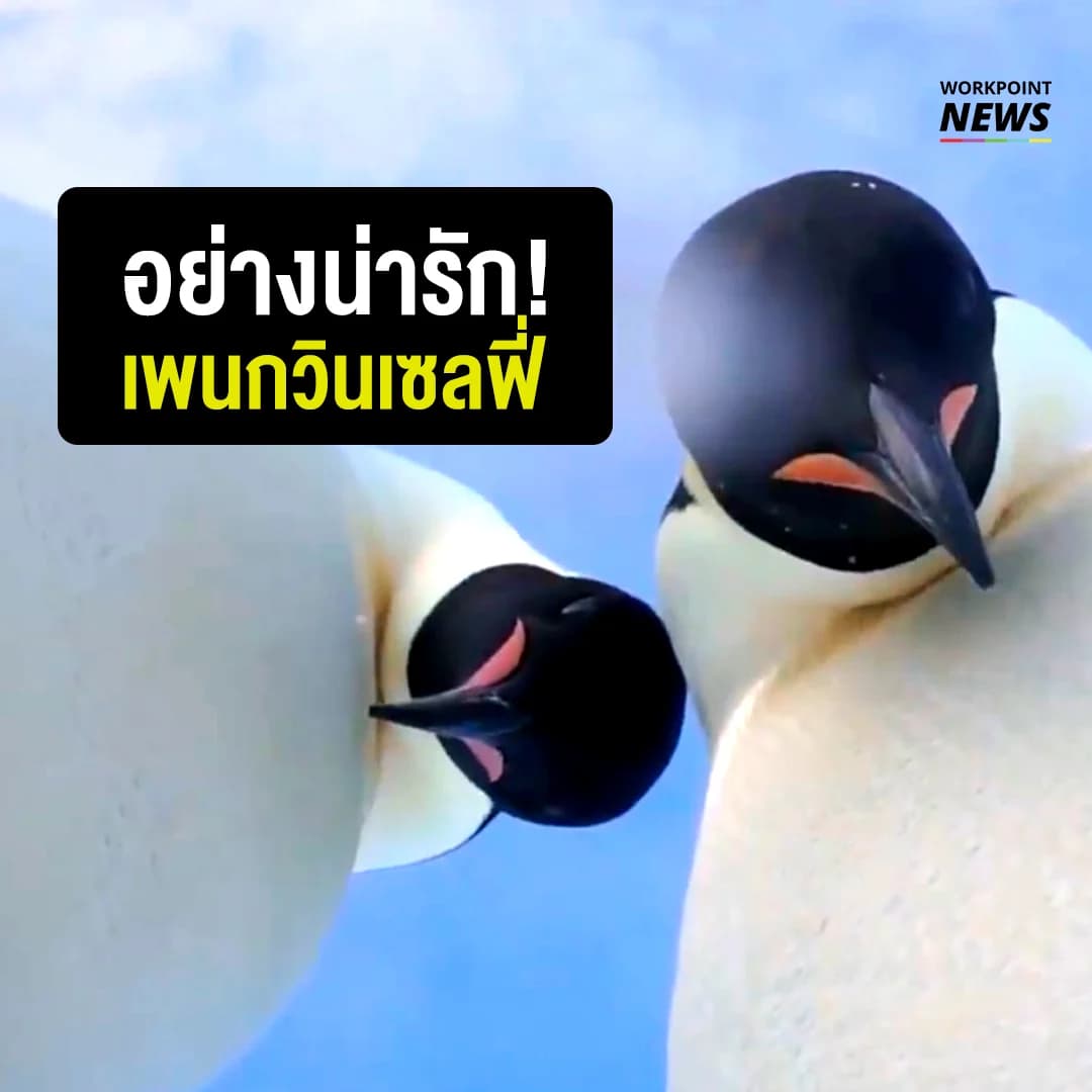 เพนกวินเซลฟี่ อย่างน่ารัก