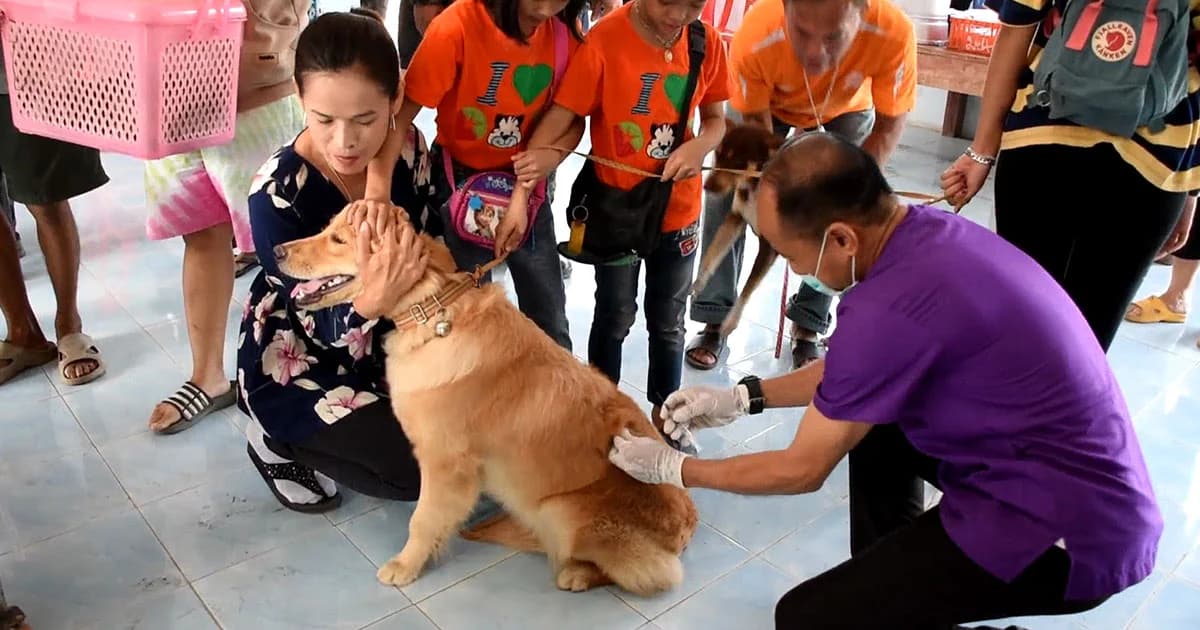 ประกาศเฝ้าระวัง ‘พิษสุนัขบ้า’ 9 จังหวัดภาคเหนือตอนล่าง