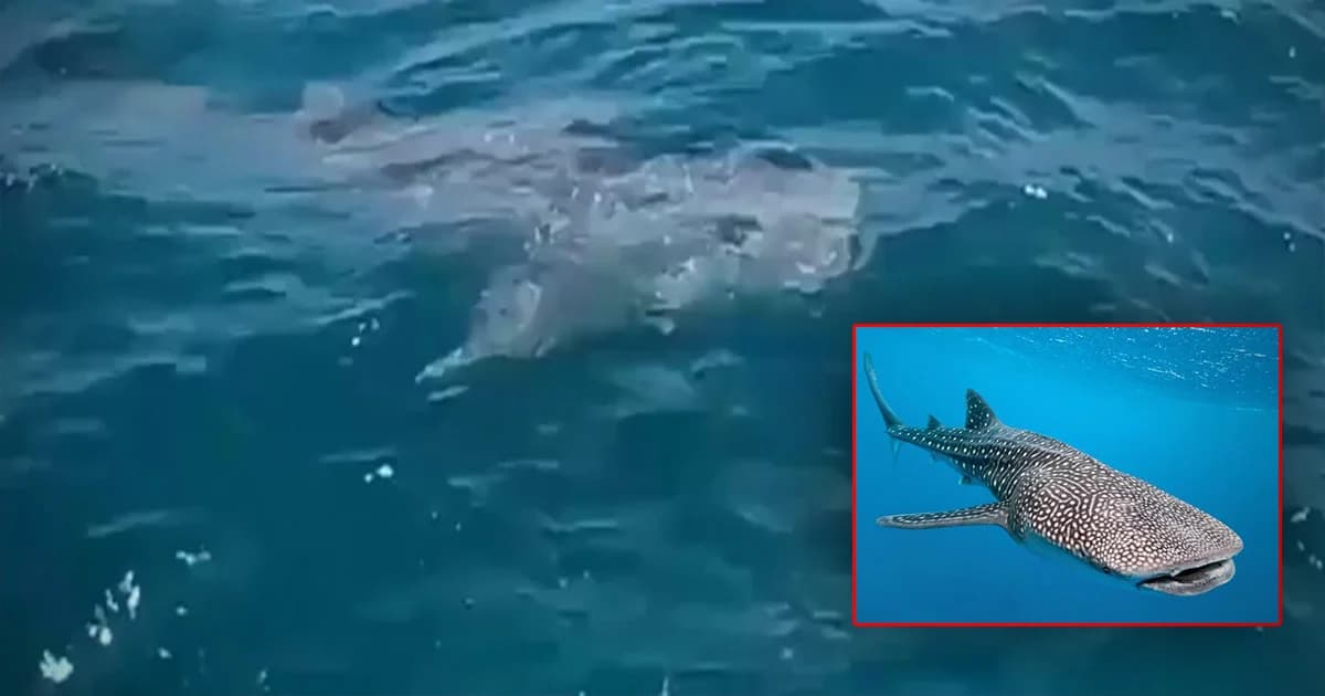 ฮือฮา ! “ฉลามวาฬ” โผล่กลางทะเลเกาะสีชัง อวดโฉมนักตกปลา