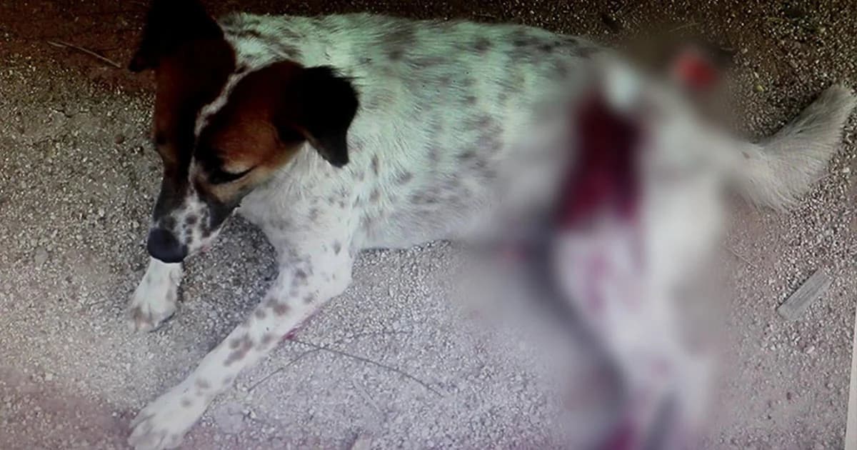 สาวโร่แจ้งความ ! สุนัขถูกเพื่อนบ้านฟันหลังเหวอะ-เลือดท่วม