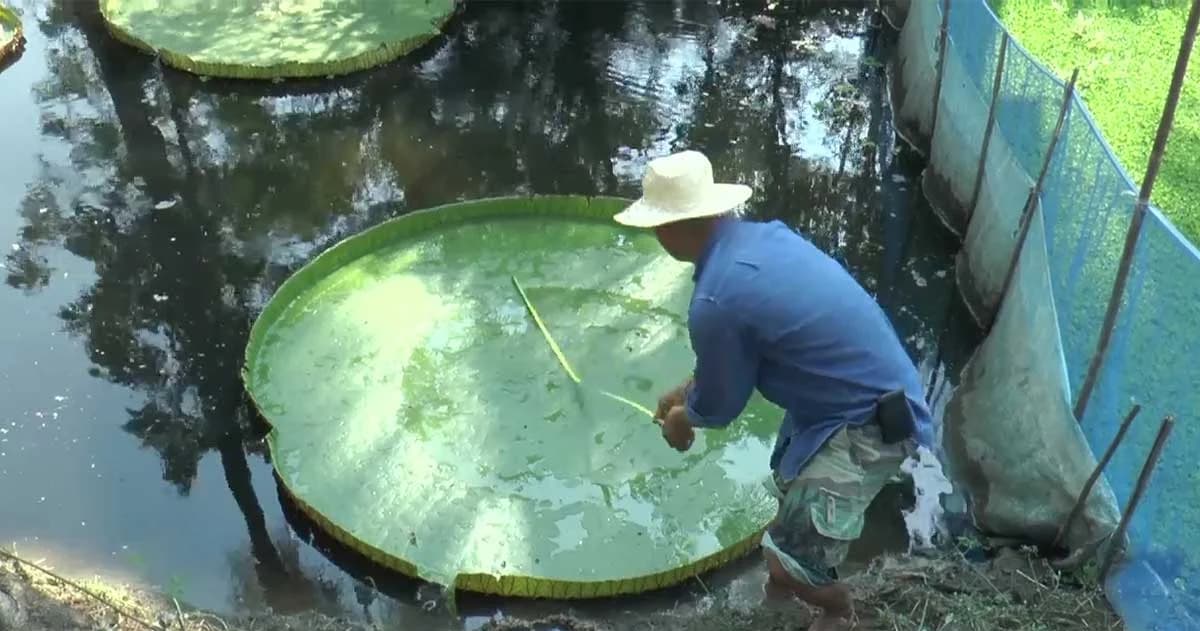 ตำรวจหนุ่มปลูก “บัวกระด้ง” สร้างอาชีพเสริม