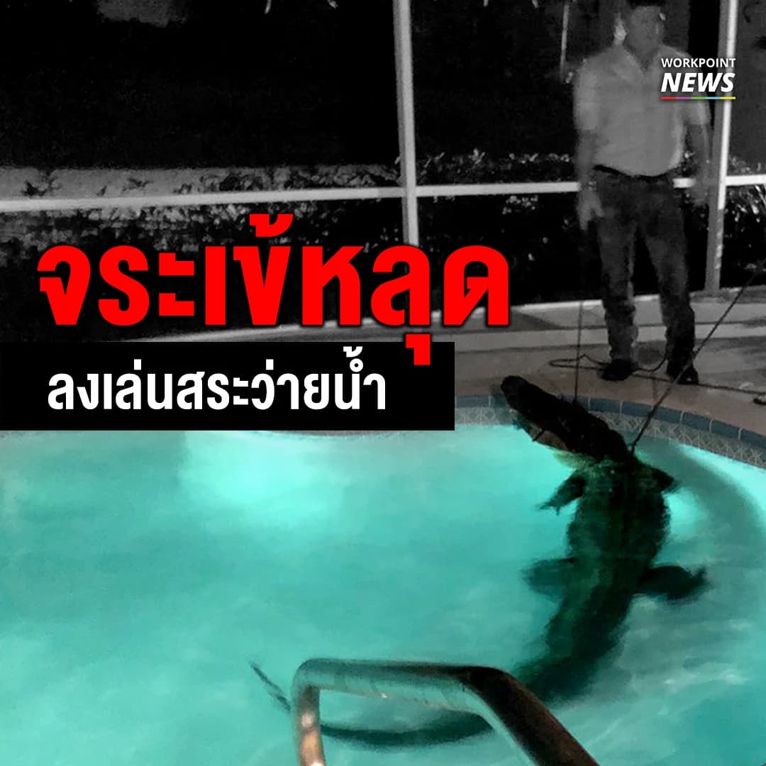 จระเข้หลุด ลงเล่นสระว่ายน้ำ