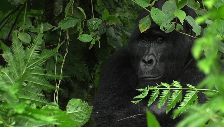 ประเทศยูกันดาเร่ง สำรวจจำนวนประชากรกอริลลา