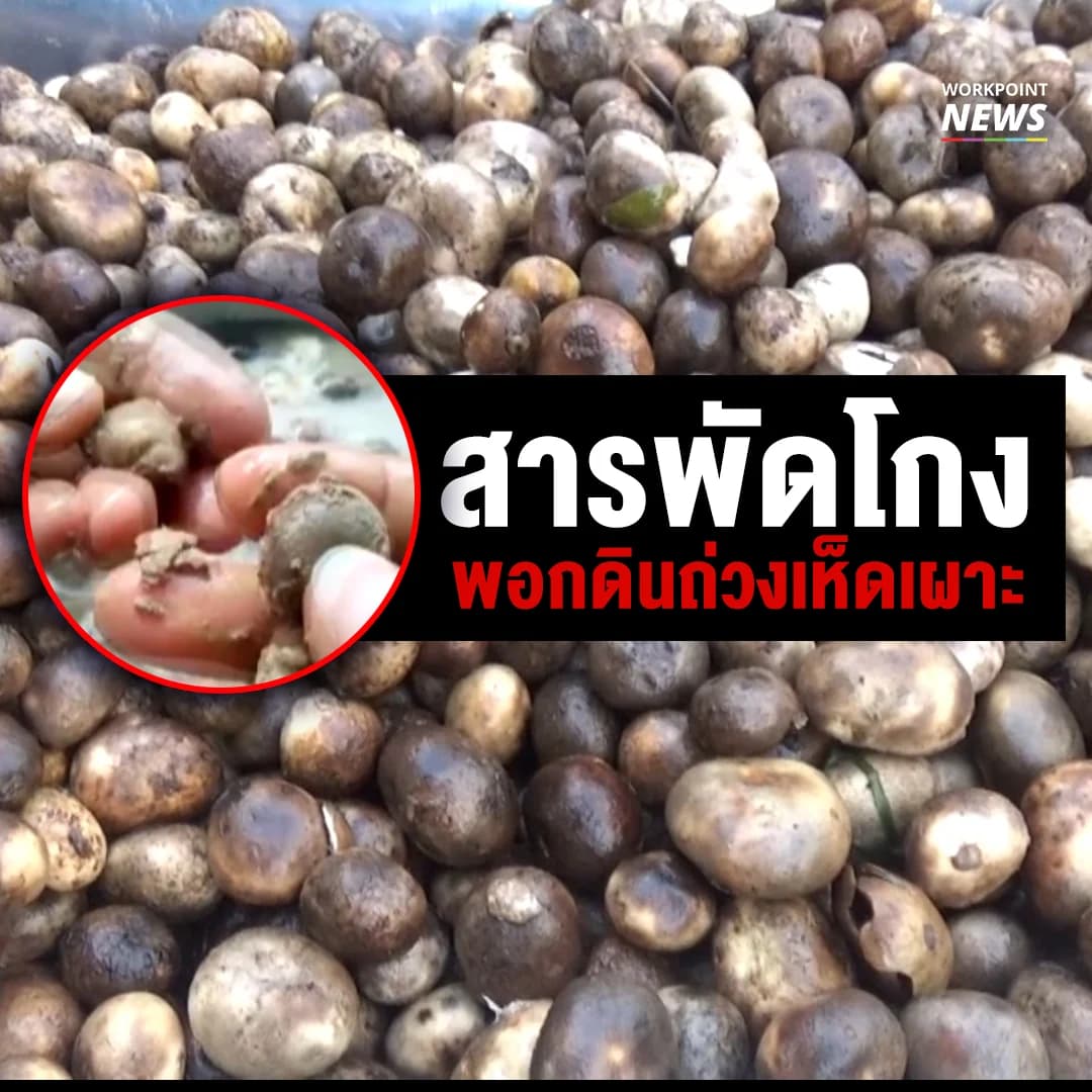 ระวัง แม่ค้าหัวหมอ หลอกขายเห็ดเผาะพอกดินเหนียว