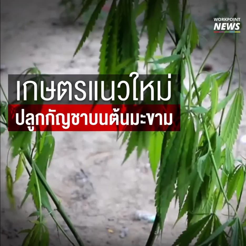 เกษตรแนวใหม่ ปลูกกัญชาบนต้นมะขาม
