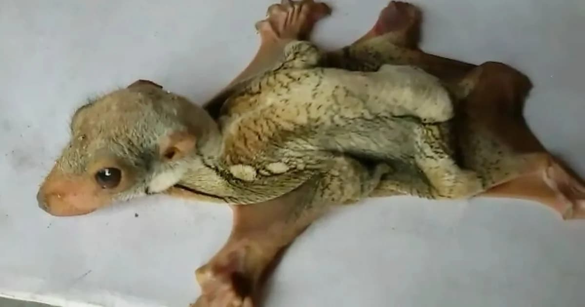 ชาวกระบี่พบสัตว์หายาก ‘บ่างพุงจง’ คาดพลัดตกจากท้องแม่