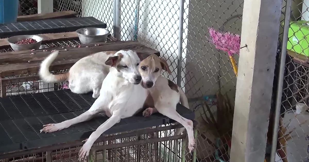 ปศุสัตว์แจง หมาตายเกลื่อนวัดเมืองลำปาง เหตุจากโรคท้องเสีย