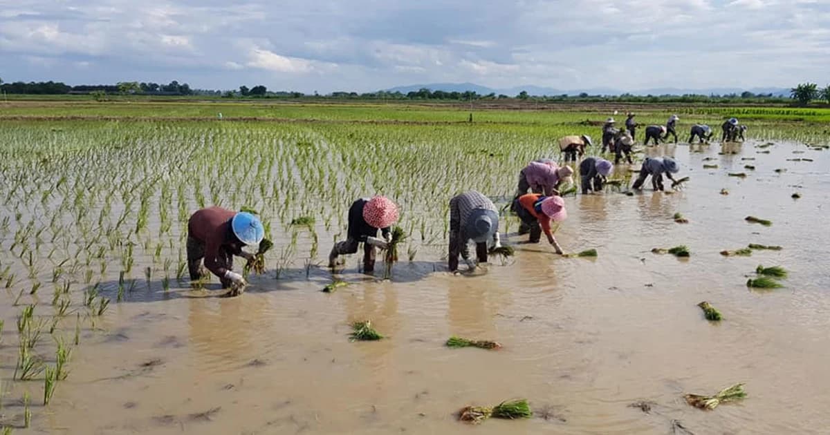 กรมการข้าว เตรียมเมล็ดพันธุ์ข้าว ช่วยชาวนาถูกน้ำถ้ำหลวงท่วม