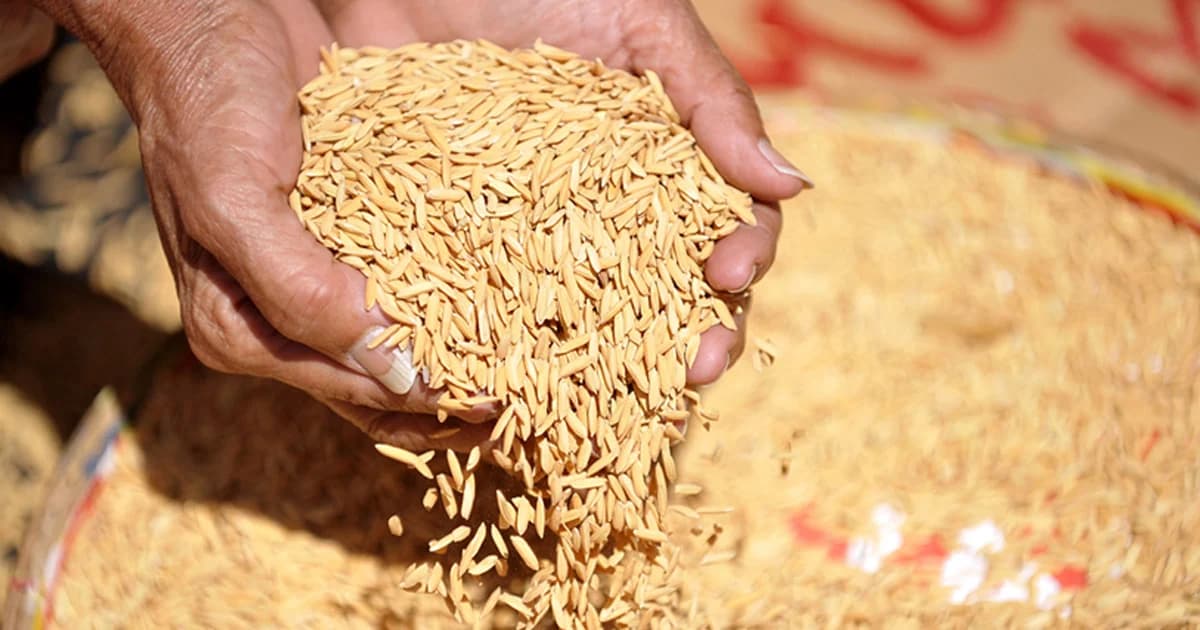 การทดลองเผย สารอาหารในข้าวหดหายเพราะโลกร้อน