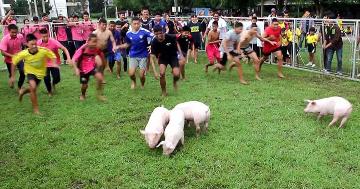 เฮฮายกใหญ่ในกีฬา ‘จับหมู’ งานเปิดรั้วราชมงคลล้านนา