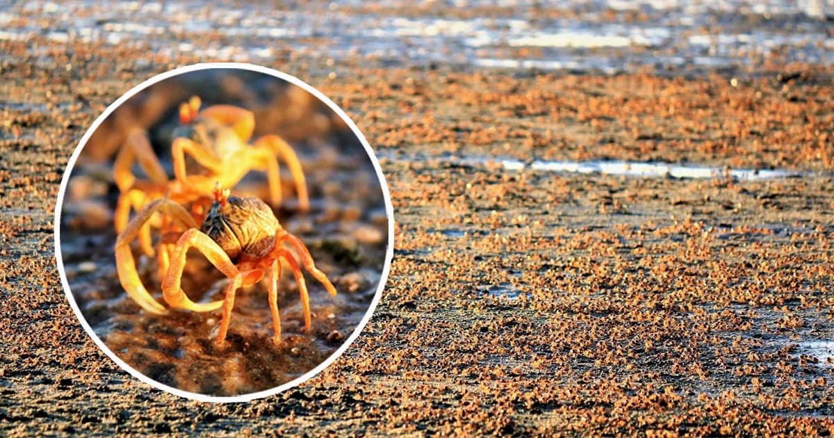 ฮือฮา ! กองทัพปูทหารนับล้านตัวโผล่ชายหาดคลองทรายดินแดงน้อย วอนช่วยอนุรักษ์