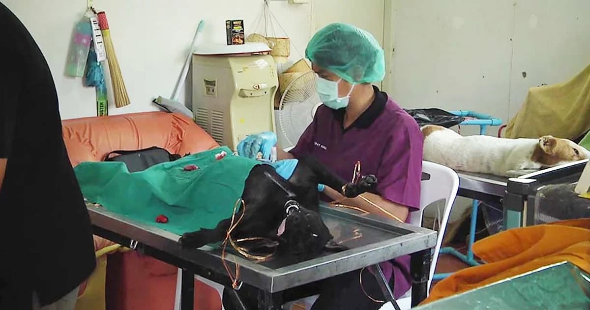 สภากาชาดไทย เตรียมจัดงาน ‘วันป้องกันโรคพิษสุนัขบ้าโลก’ 28 ก.ย. นี้