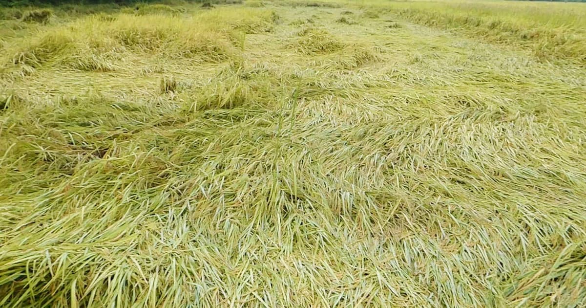 ตาก พายุฝนถล่ม นาข้าวหอมมะลิเสียหายกว่า 100 ไร่