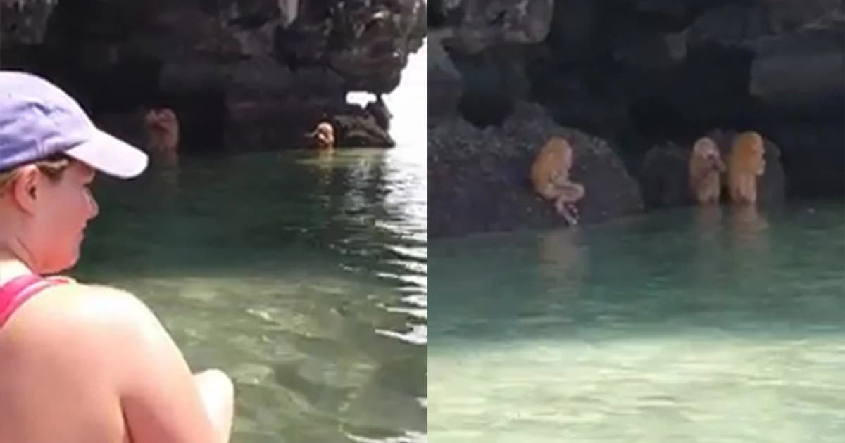 นักท่องเที่ยวต่างชาติงง ! พบฝูงลิงเป่าปี่หน้าถ้ำอ่าวนาง