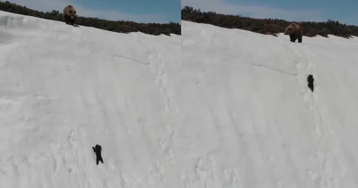 ชาวเน็ตเสียงแตก! คลิปดังลูกหมีนักสู้ไต่ภูเขาหิมะตามแม่