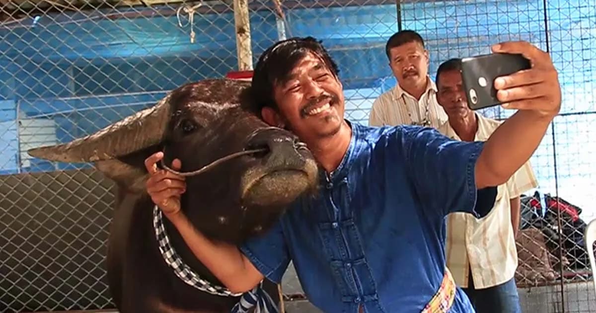 พี่คล้าวได้สิทธิ์ดูแล ‘ควายทองคำ’ ชั่วคราว! เป็นของกลางจนกว่าคดีจะจบ