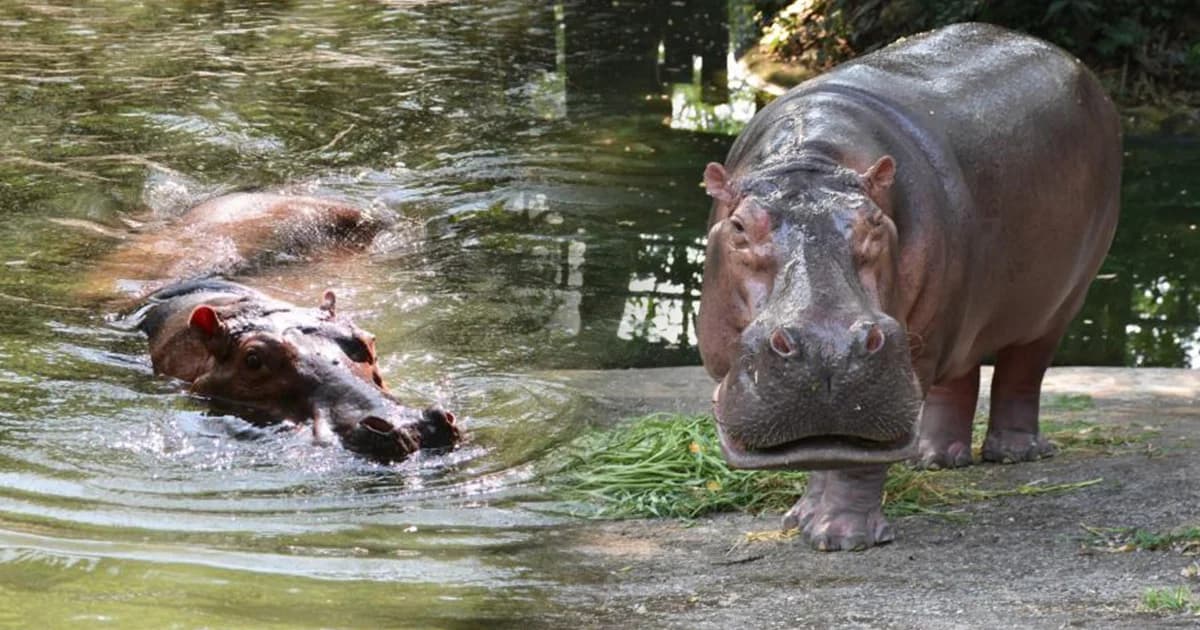 “แม่มะลิ” ฮิปโปโปเตมัสดาวเด่นเขาดิน ถึงบ้านใหม่สวนสัตว์เปิดเขาเขียว จ.ชลบุรี
