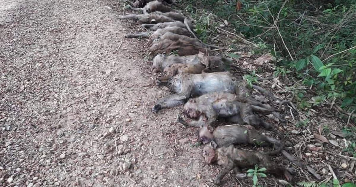 ตายยกฝูง! ลิงแสม 20 ตัว ศาลเจ้าพ่อยางงาม คาดถูกวางยาเบื่อ เหตุกินพืชผลชาวบ้านเสียหาย