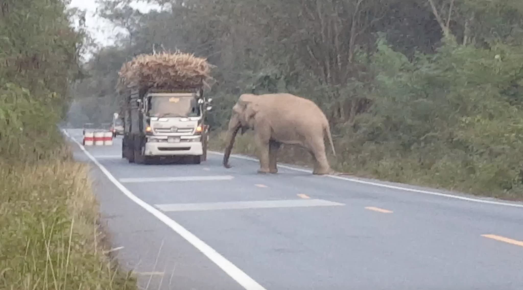 ส่องชีวิตเจ้า “อ้วนเตี้ย” ช้างป่าเขาอ่างฤาไน ตั้งด่านลอยเรียกเก็บอ้อย