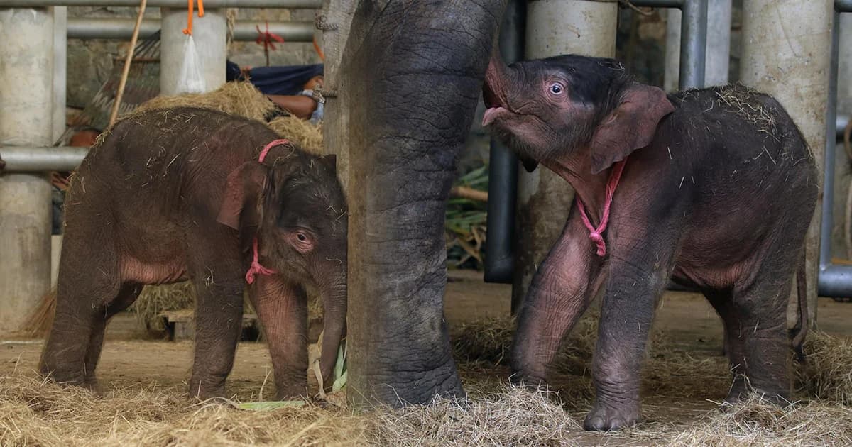 ไทยผสมเทียมช้างและมีชีวิตรอด ตัวที่ 2 สำเร็จเป็น 1 ใน 3 ประเทศของโลก