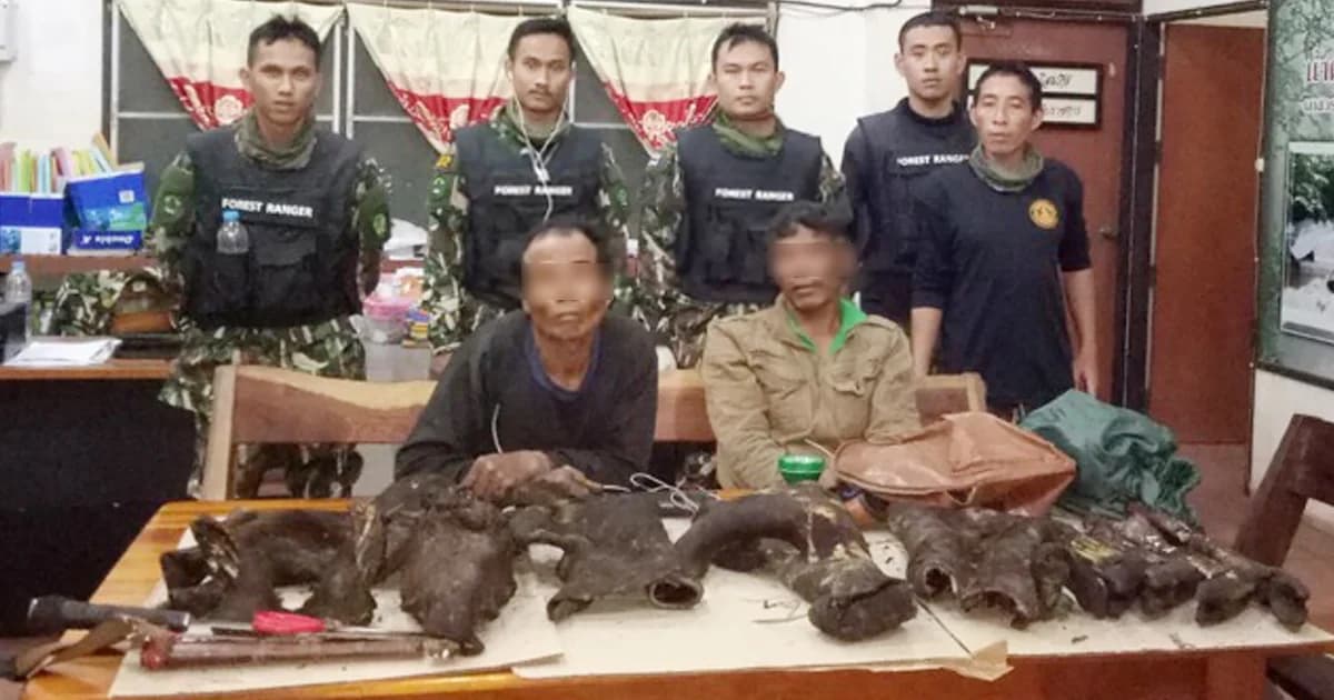 รวบ 2 นายพรานซิ่ง จยย. พุ่งชน จนท.อุทยานเจ็บ ยึดซากหมูป่าหนักกว่า 10 กก.