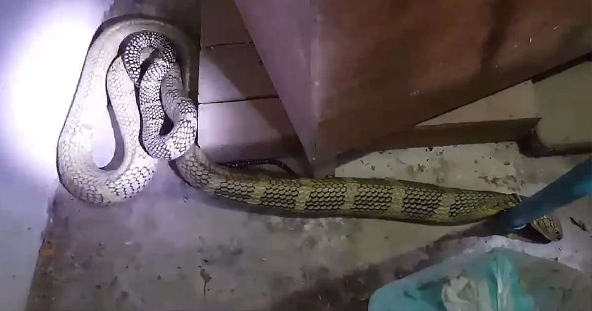 ชายวัย 60 ปี ผงะ ! “งูจงอาง” เลื้อยเข้าห้องนอน ตกใจปิดประตูขังไว้ทั้งคืน