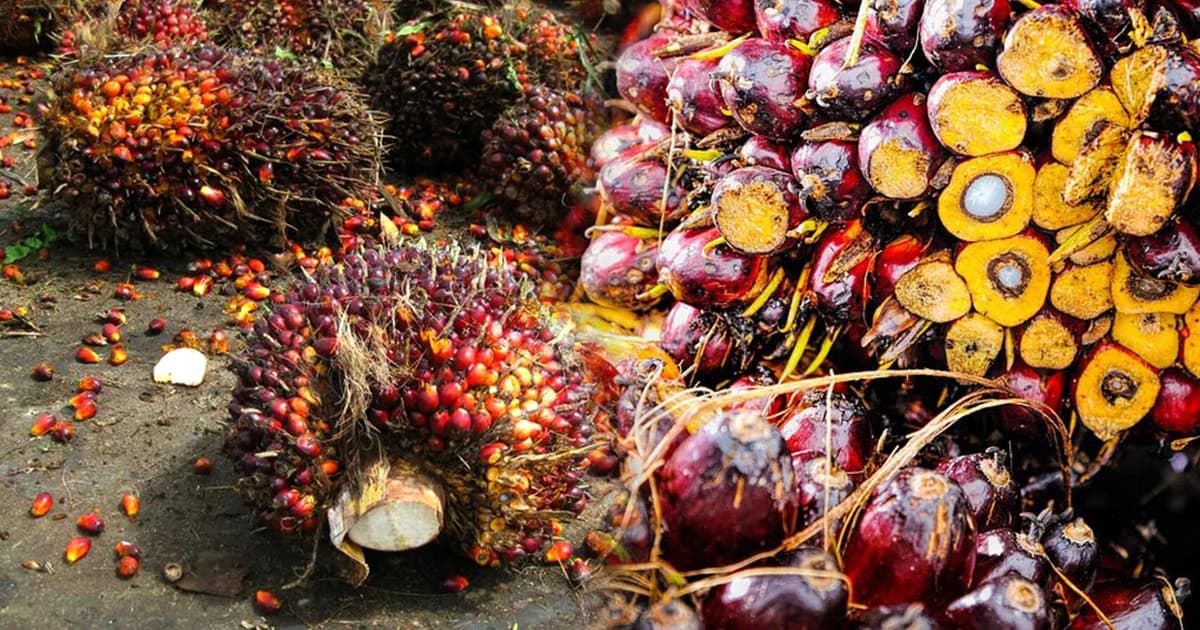 ครม. อนุมัติเพิ่มการช่วยเหลือชาวสวนปาล์มน้ำมัน วงเงิน 1,349 ล้านบาท