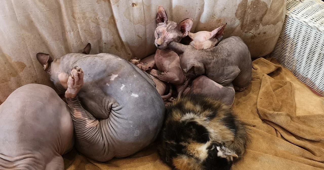 ภารกิจบุกคาเฟ่ช่วยชีวิตแมวถูกขัง พบแมวพิการเพราะถูกตัดต่อพันธุกรรม