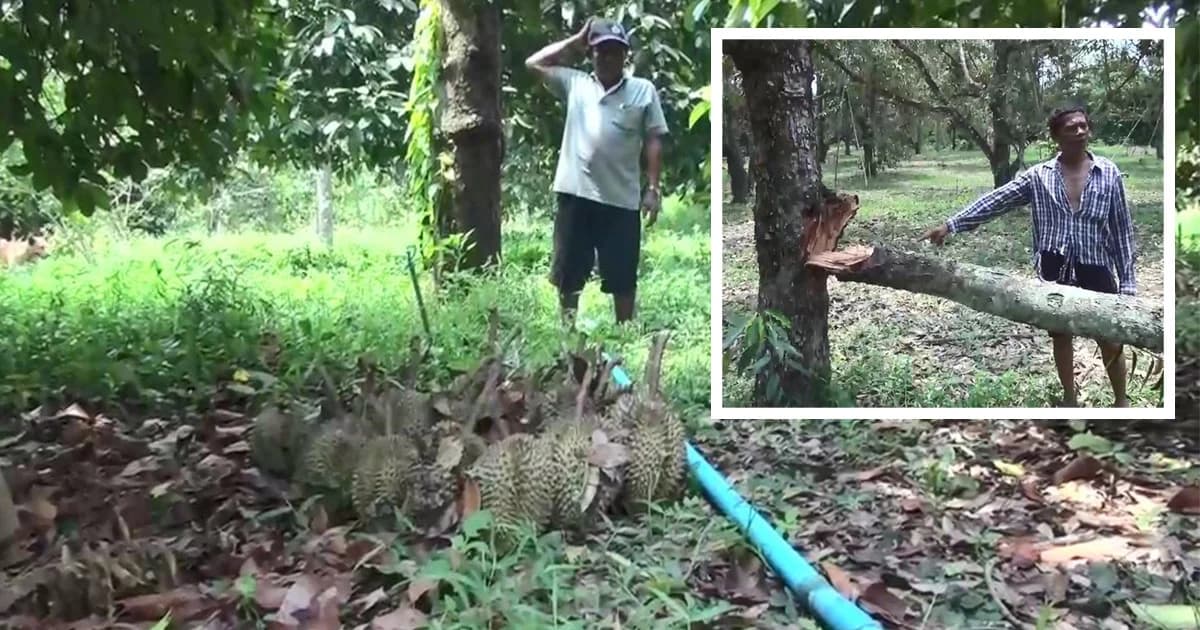 พายุถล่มสวนทุเรียน ปราจีนฯ เสียหายร่วมหลายล้าน