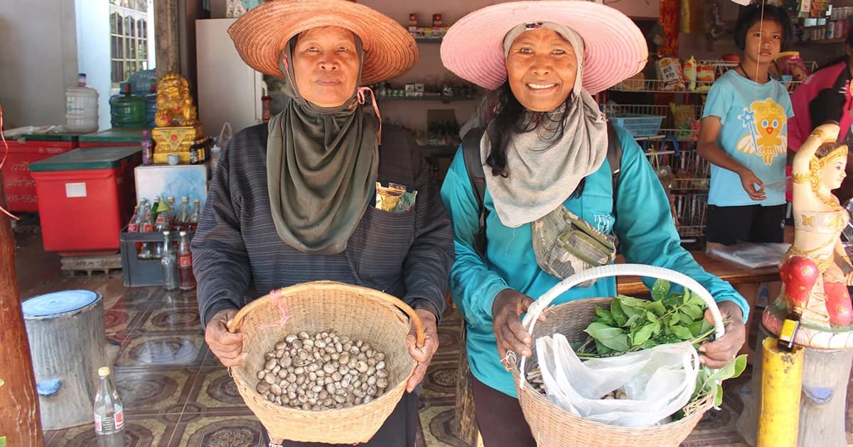 อาชีพเสริมรับหน้าฝน! ชาวโคราชพากันเก็บเห็ดเผาะขายสร้างรายได้หลักพันต่อวัน