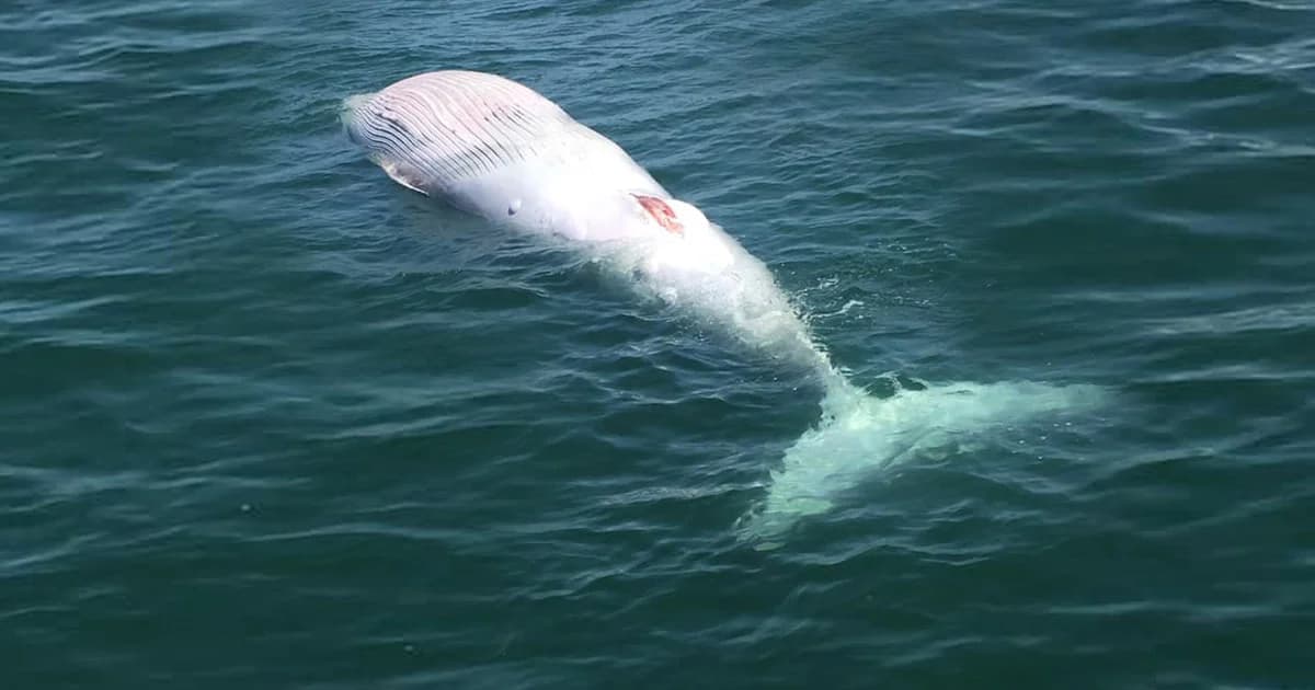 เร่งผ่าซาก ‘วาฬบรูด้า’ หาสาเหตุการตายก่อนซากเน่า